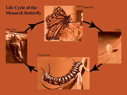 Monarch Butterfly Life Cycle Chart