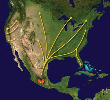 migration chart